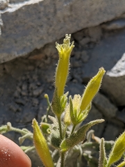 Silene parishii