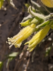 Silene parishii