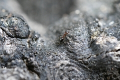 Crematogaster matsumurai