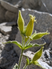 Silene parishii