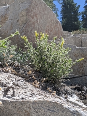 Silene parishii