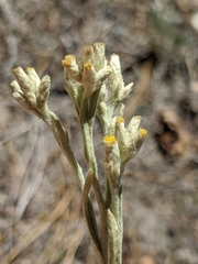Pseudognaphalium thermale