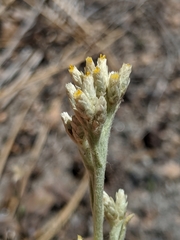 Pseudognaphalium thermale