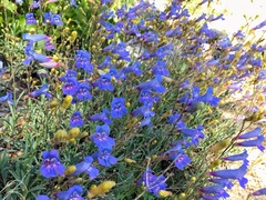 Penstemon neotericus