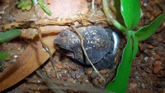 Sphaerotheca dobsonii