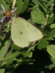 Colias canadensis