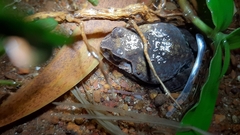 Sphaerotheca dobsonii