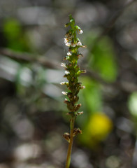 Cyclopogon peruvianus