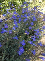 Penstemon neotericus