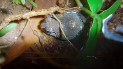 Sphaerotheca dobsonii