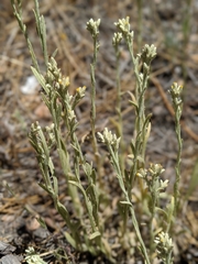 Pseudognaphalium thermale