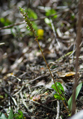 Cyclopogon peruvianus