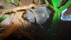 Sphaerotheca dobsonii