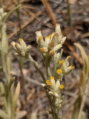 Pseudognaphalium thermale