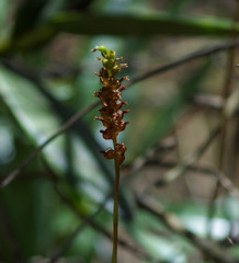 Cyclopogon peruvianus