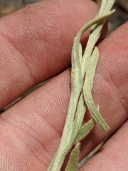 Pseudognaphalium thermale