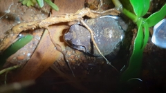 Sphaerotheca dobsonii