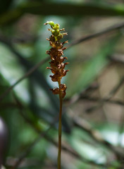 Cyclopogon peruvianus