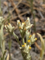 Pseudognaphalium thermale