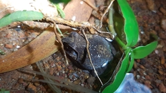 Sphaerotheca dobsonii