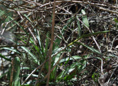 Epidendrum jamiesonis