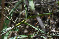 Epidendrum jamiesonis