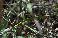 Epidendrum jamiesonis