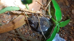 Sphaerotheca dobsonii