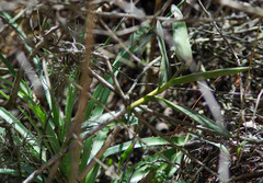 Epidendrum jamiesonis