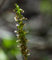 Cyclopogon peruvianus