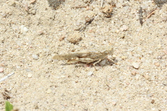 Trimerotropis fratercula