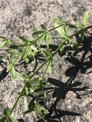 Galium bolanderi