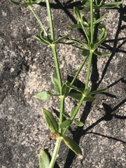 Galium bolanderi