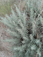 Artemisia cana