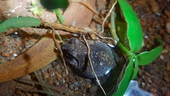 Sphaerotheca dobsonii