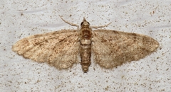 Eupithecia palpata
