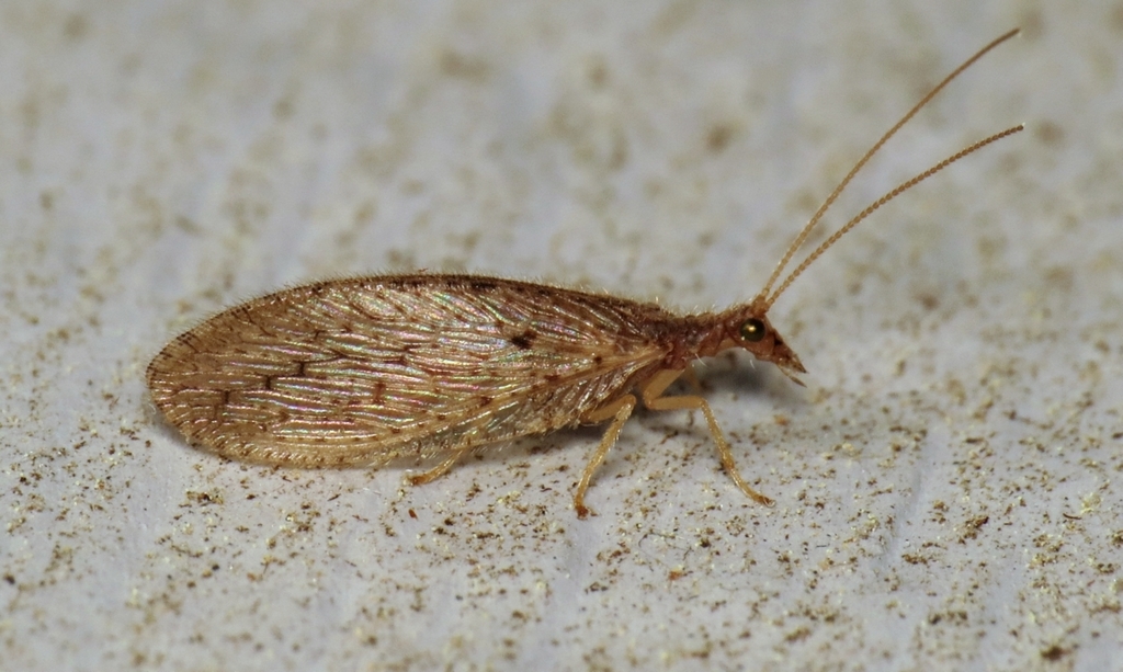 Micromus subanticus