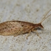 Micromus subanticus - Photo (c) Nick Block, some rights reserved (CC BY), uploaded by Nick Block