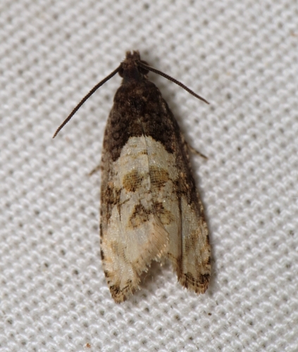 Impudent Hulda Moth photo 4