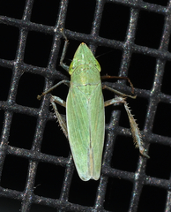 Draeculacephala bradleyi