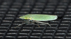 Draeculacephala bradleyi