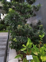 Podocarpus macrophyllus