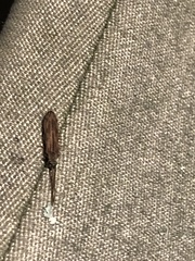 Tenomerga cinerea