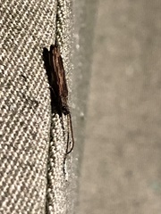 Tenomerga cinerea