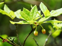 Rhododendron pilosum