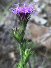 Liatris tenuis