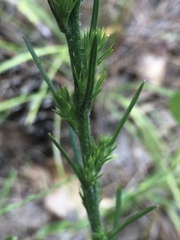 Liatris tenuis
