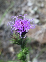 Liatris tenuis
