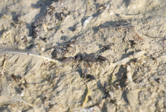 Ephydra