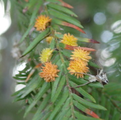 Taxodiomyia